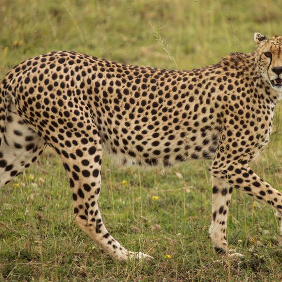 Serengeti Wildlife Research Centre Lecture