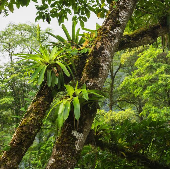 Monteverde Institute Lecture & Reforestation Project