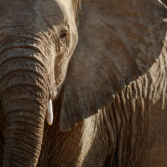 Afternoon Wildlife Safari Drive Kruger National Park