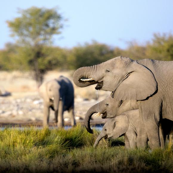 National Geographic Expert Talk by Dr. Laly Lichtenfeld