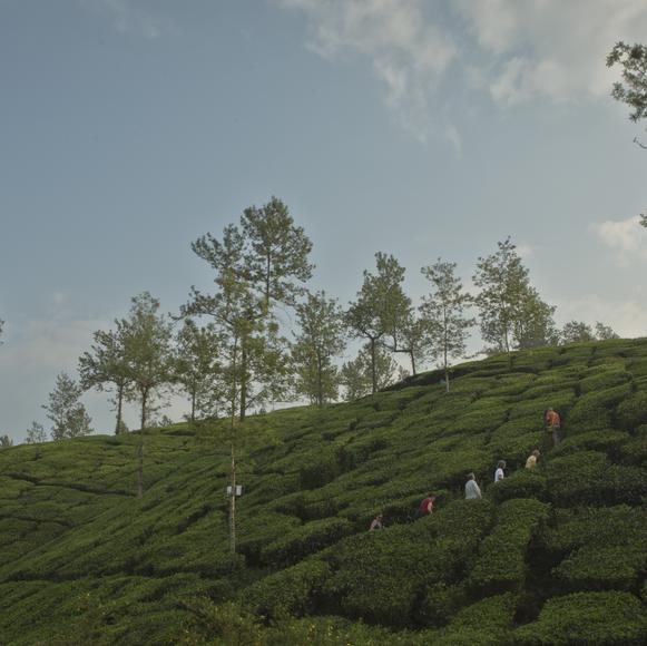 Wayanad Nature Walk
