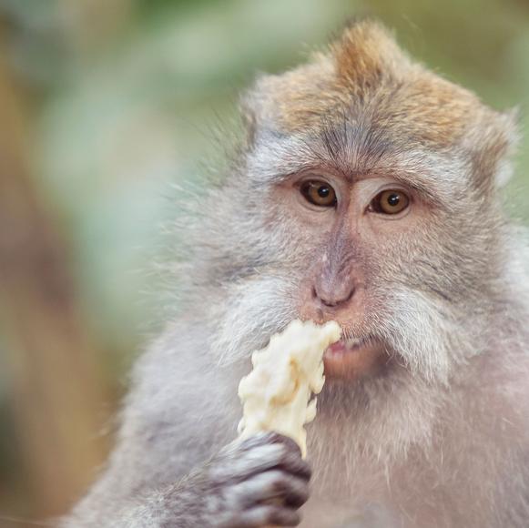 Monkey Forest Visit