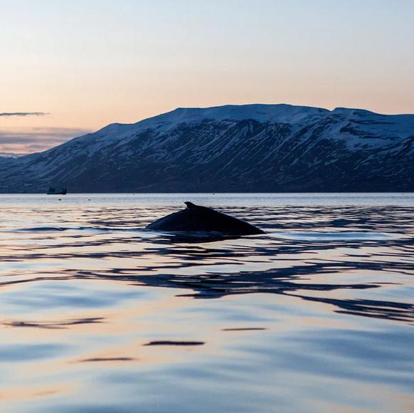 Meet with a Marine Biologist at the University of Iceland’s Research Center