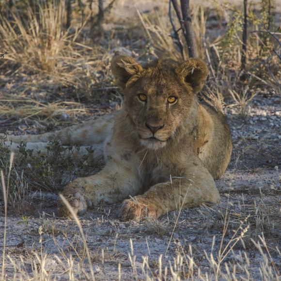 Etosha Open Vehicle Wildlife Safari Drive