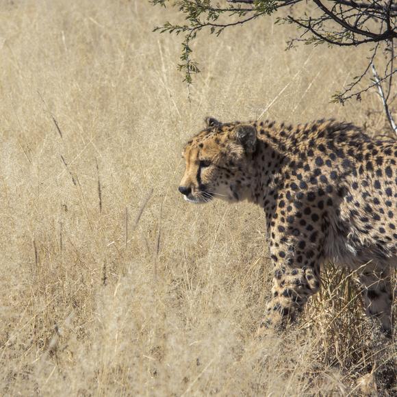 Cheetah Conservation Experience