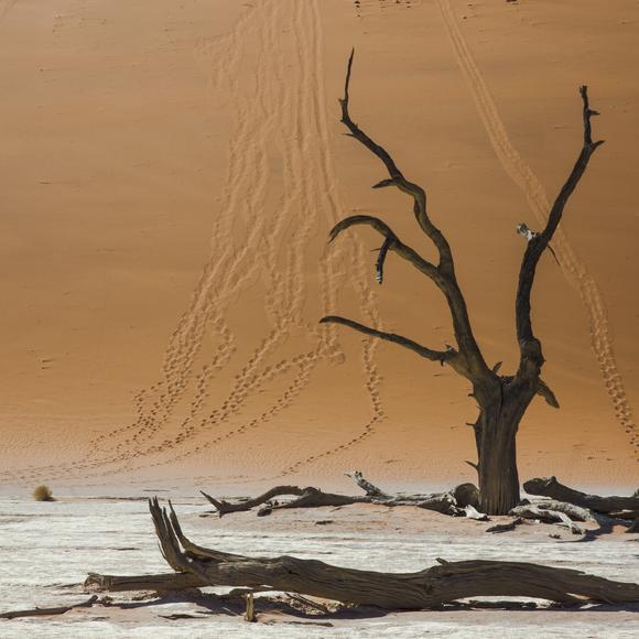 Deadvlei Visit
