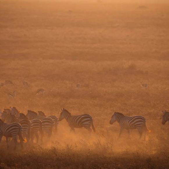 Central Serengeti Afternoon Safari Drive