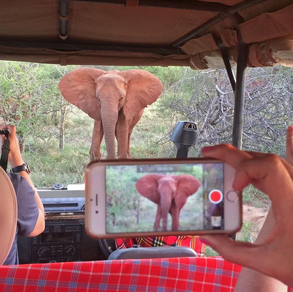 Afternoon Wildlife Safari Drive Kruger National Park