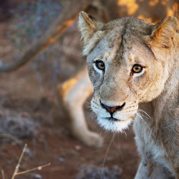 Kruger Wildlife Safari Drive