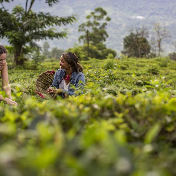 Tea Plantation Tour