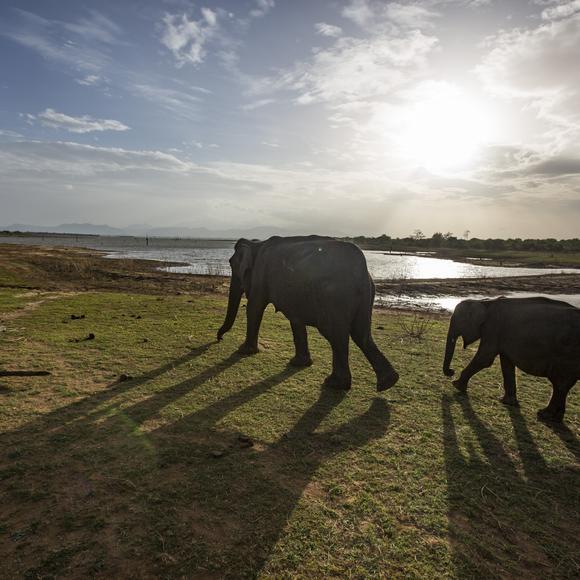 Udawalawe Reserve Safari