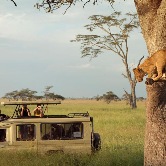 Serengeti National Park Wildlife Safari Drive