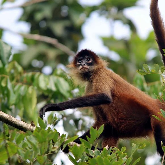 Jungle Boat Wildlife Exploration