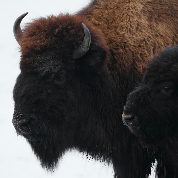 Bison Wisdom Park Tour and Meet the Métis