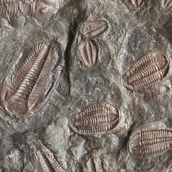 Burgess Shale Geoscience Foundation Presentation