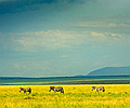 Kenya Safari Experience